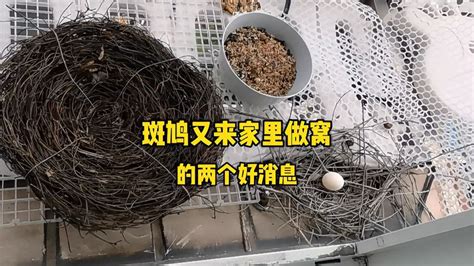 鸟儿筑巢风水|鸟来家里做窝的寓意